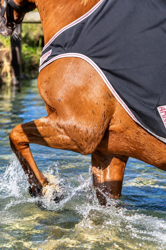 Cheval au travail dans l’eau